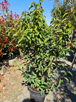 Prunus lusitanica 10Lt 100/125
